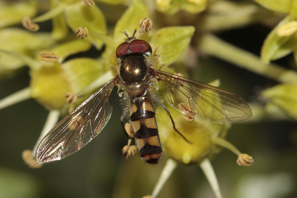 Meliscaeva auricollis