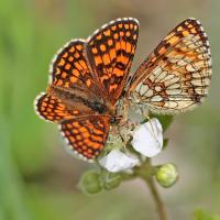 Mélitée du melampyre (Melitaea athalia)