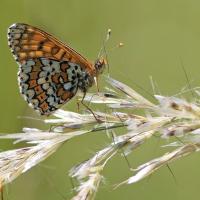 La Mélitée du plantain (Melitaea cinxia)