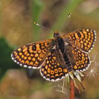 La Mélitée du plantain (Melitaea cinxia)