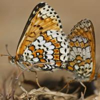La Mélitée du plantain (Melitaea cinxia)