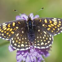 Le Damier noir (Melitaea diamina)
