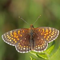 Le Damier noir (Melitaea diamina)