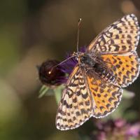 La Mélitée orangée (Melitaea didyma) femelle