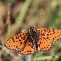 La Mélitée orangée (Melitaea didyma) mâle