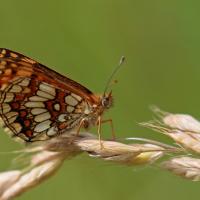Mélitée du melampyre (Melitaea athalia)
