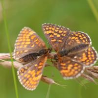 Mélitée du melampyre (Melitaea athalia)