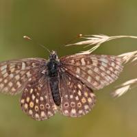 La Mélitée du plantain (Melitaea cinxia)