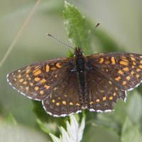 Le Damier noir (Melitaea diamina)