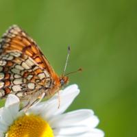 Mélitée des scabieuses (Melitaea parthenoides)