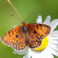 Mélitée des scabieuses (Melitaea parthenoides)