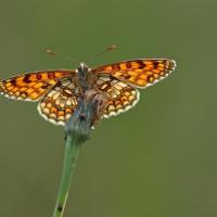 Mélitée du melampyre (Melitaea athalia)