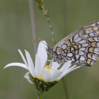 Mélitée des scabieuses (Melitaea parthenoides)