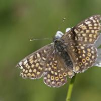 La Mélitée du plantain (Melitaea cinxia)