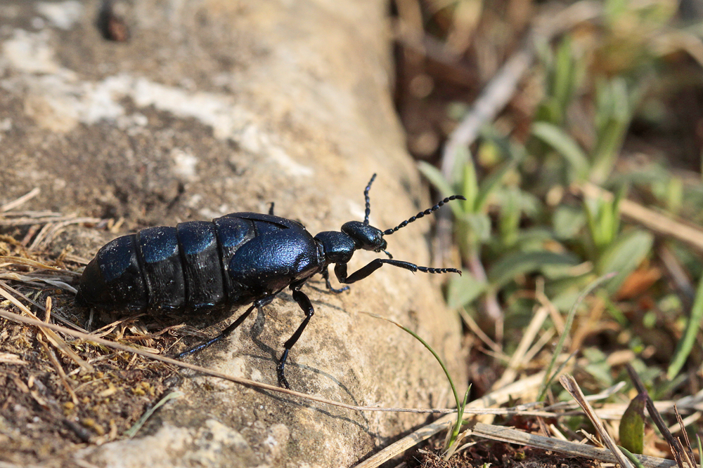 Méloé violet (Meloe violaceus)