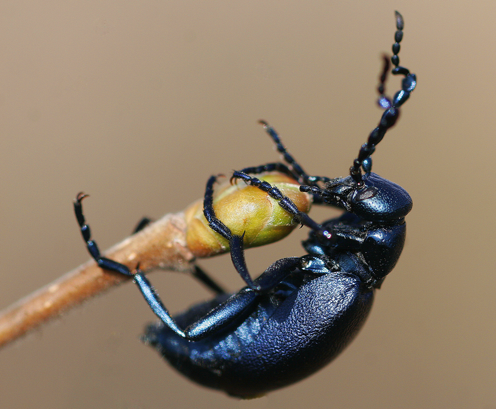 Méloé violet (Meloe violaceus)