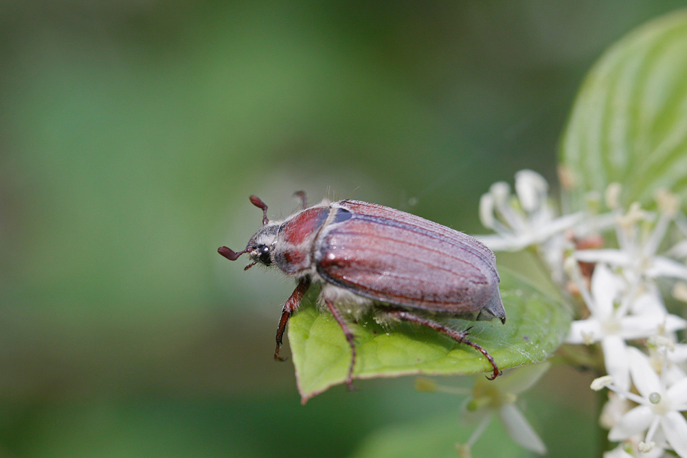 Hanneton forestier (Melolontha hippocastani)