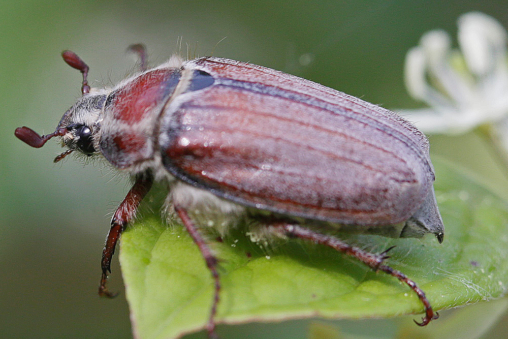 Hanneton forestier (Melolontha hippocastani)