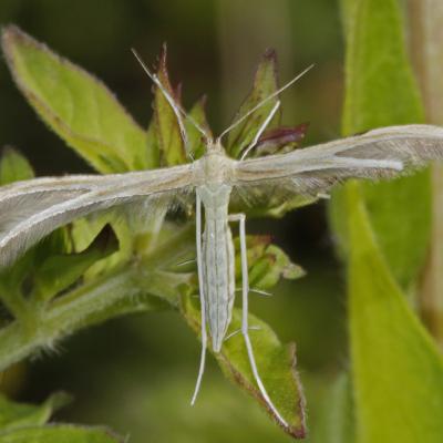 Merrifieldia leucodactyla
