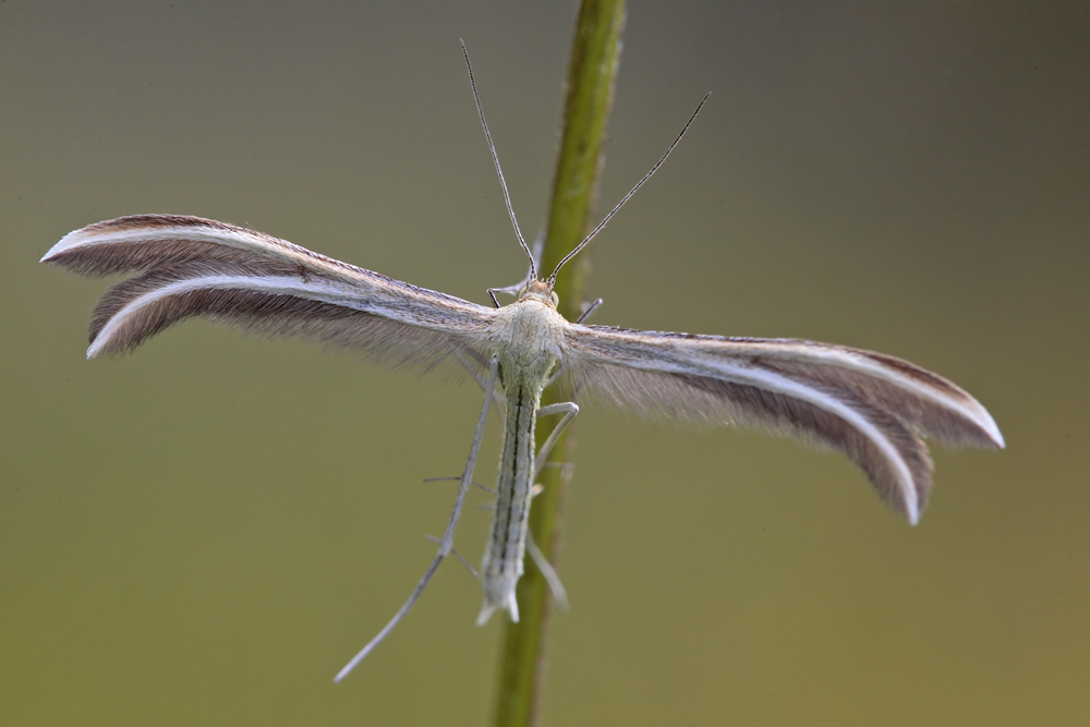 Le Ptérophore tetradactyle (Merrifieldia tridactyla)