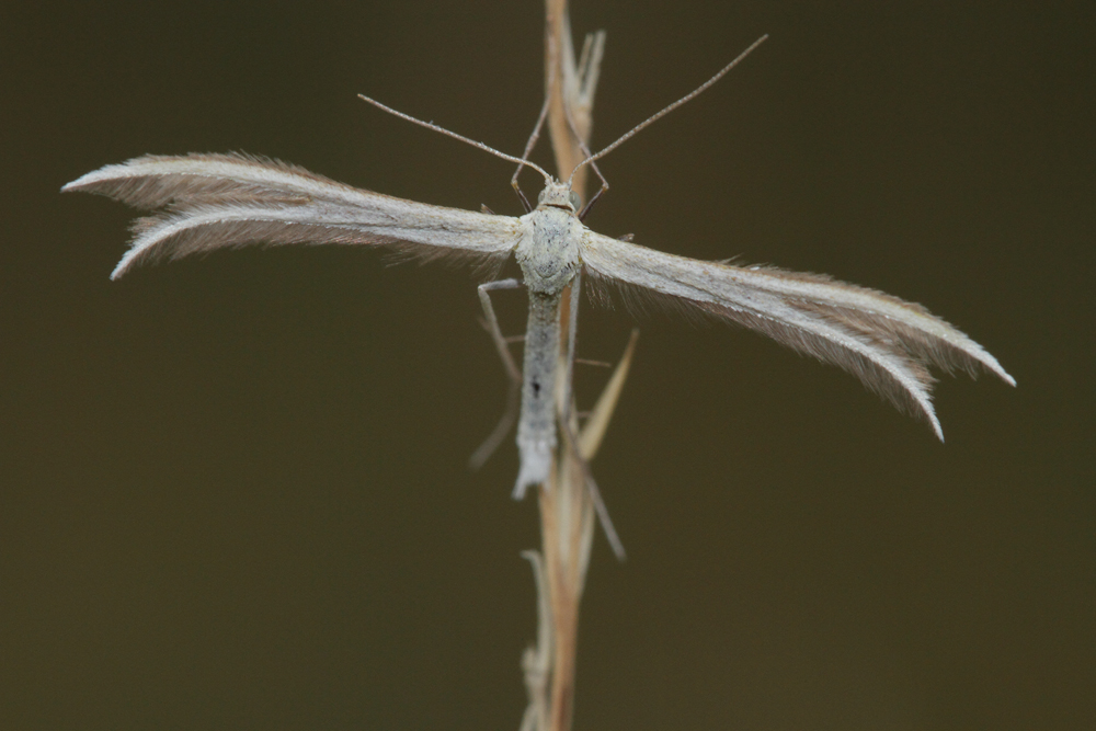 Le Ptérophore tetradactyle (Merrifieldia tridactyla)
