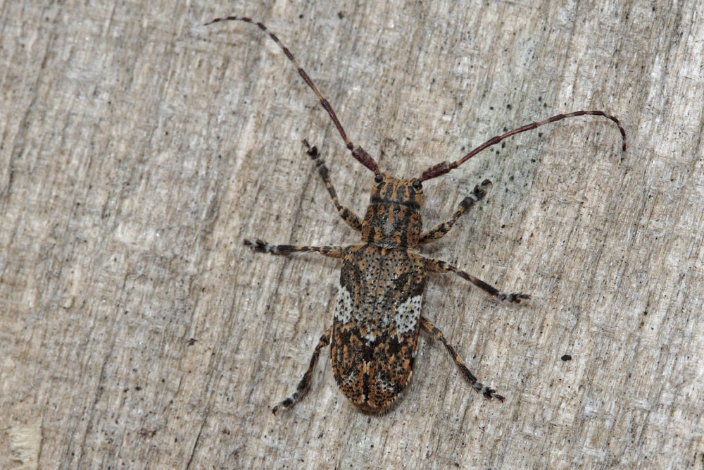 La Mésose nébuleuse (Mesosa nebulosa)