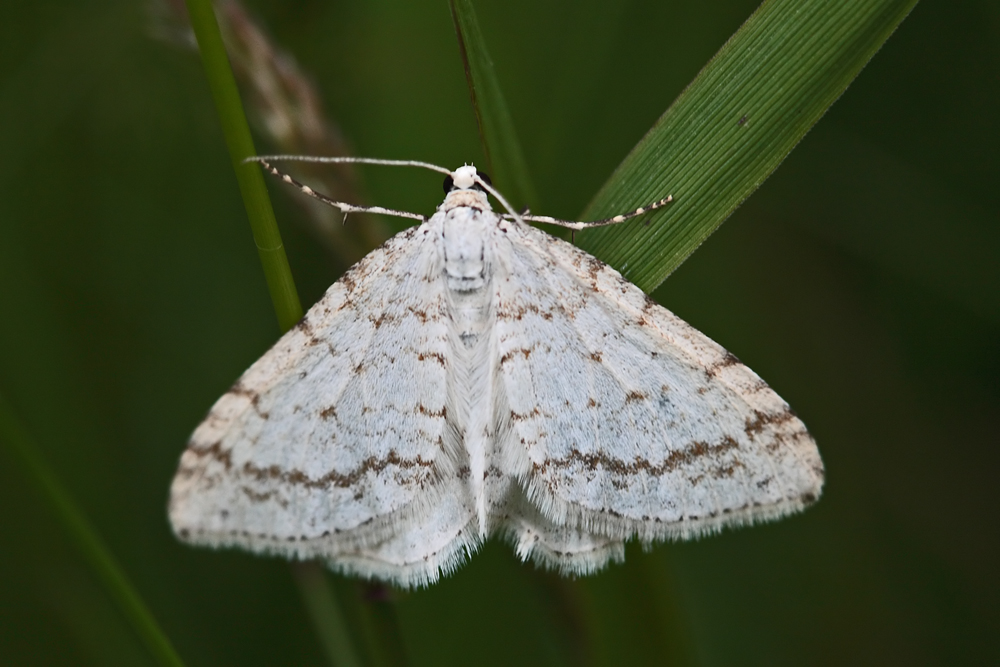 La Larentie rupestre (Mesotype verberata)