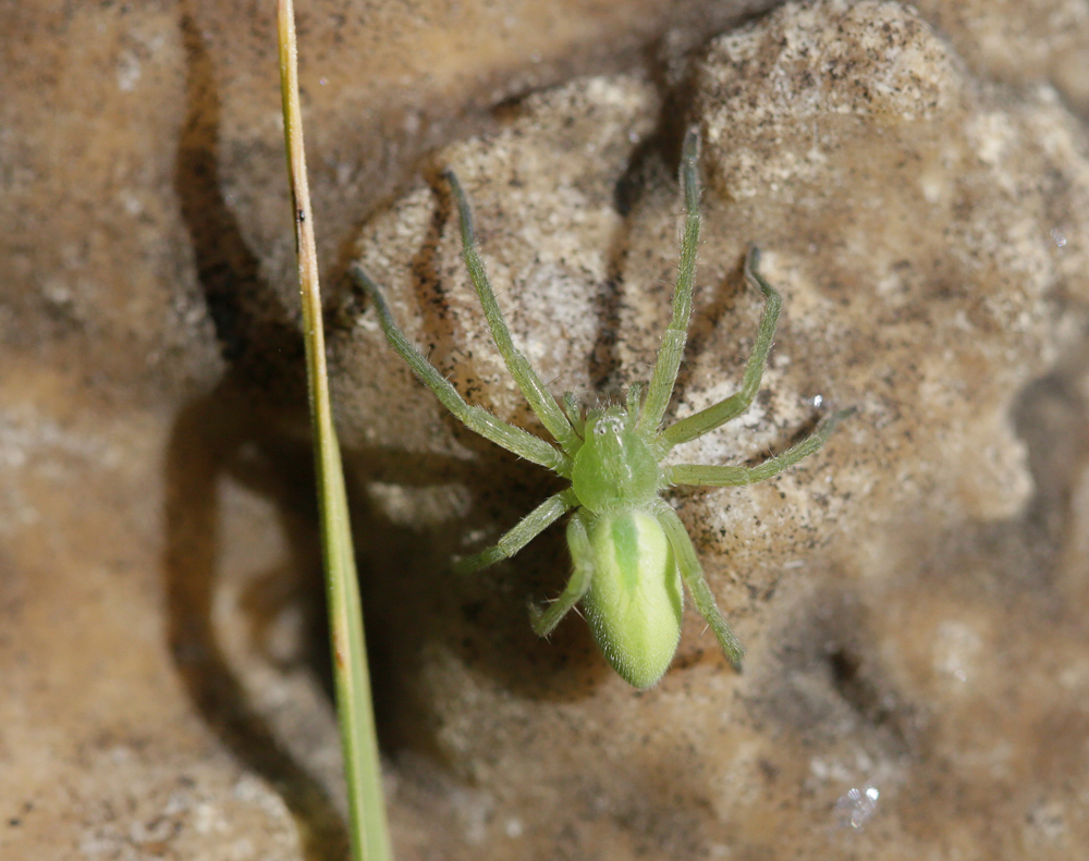 Micrommate émeraude (Micrommata virescens) jeune femelle