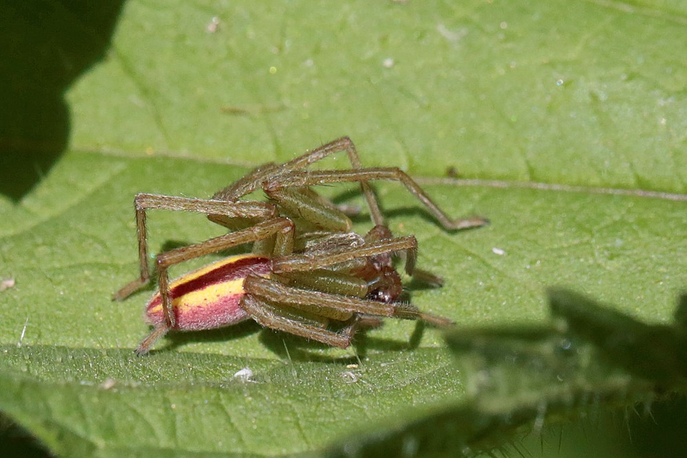 Micrommate émeraude (Micrommata virescens) male