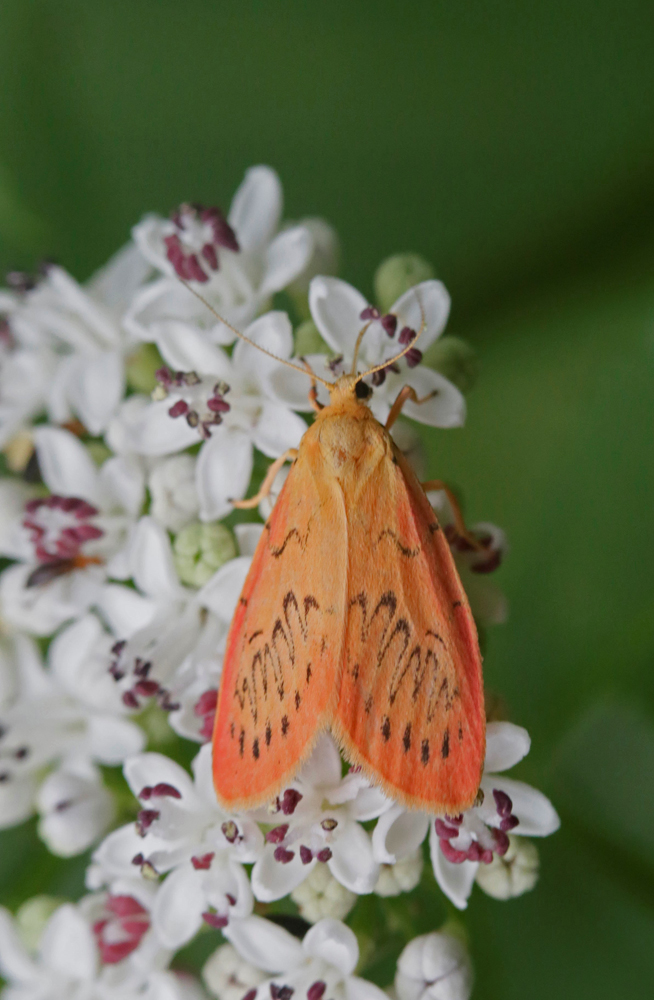 La Rosette (Miltochrista miniata)