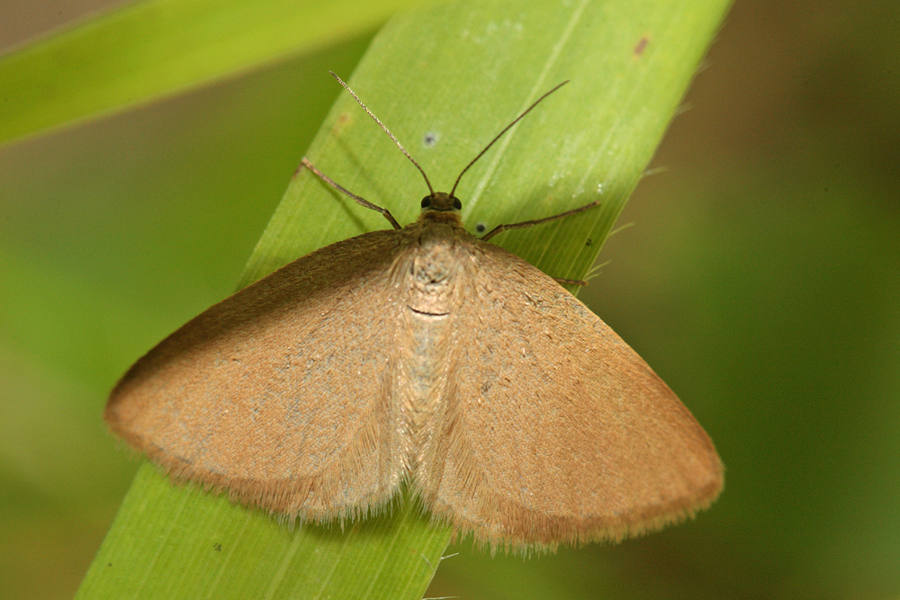 La Souris (Minoa murinata)