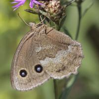Le Grand nègre des bois (Minois dryas)