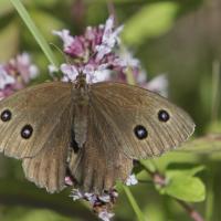 Le Grand nègre des bois (Minoïs dryas)