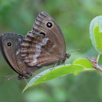 Le Grand nègre des bois (Minois dryas)