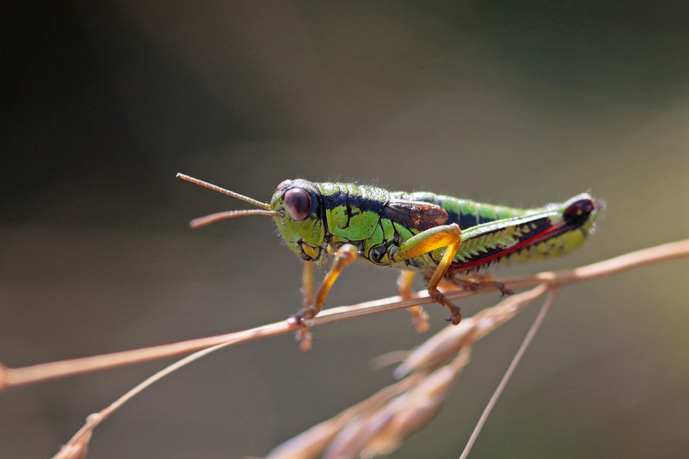 Miramelle fontinale (Miramella alpina)