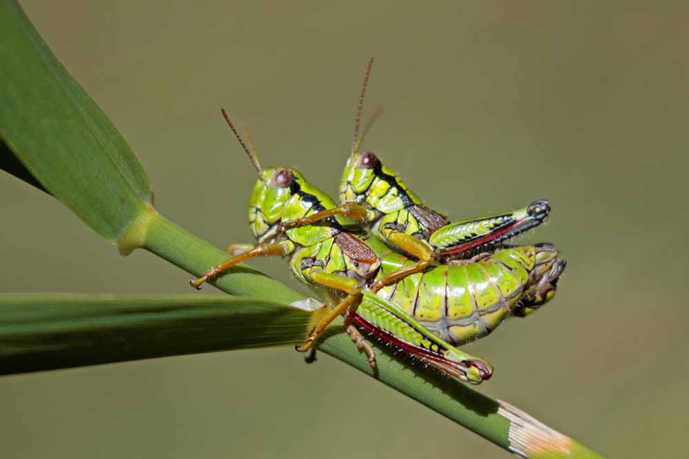 Miramelle fontinale (Miramella alpina) couple