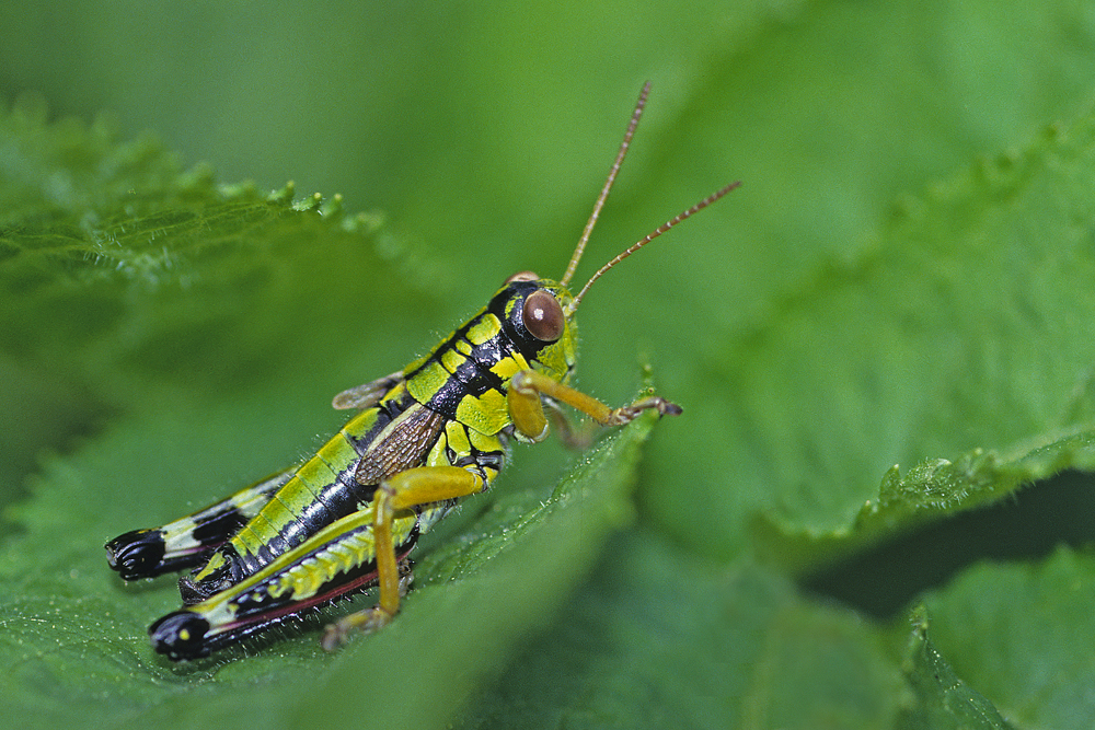 Miramelle fontinale (Miramella alpina)