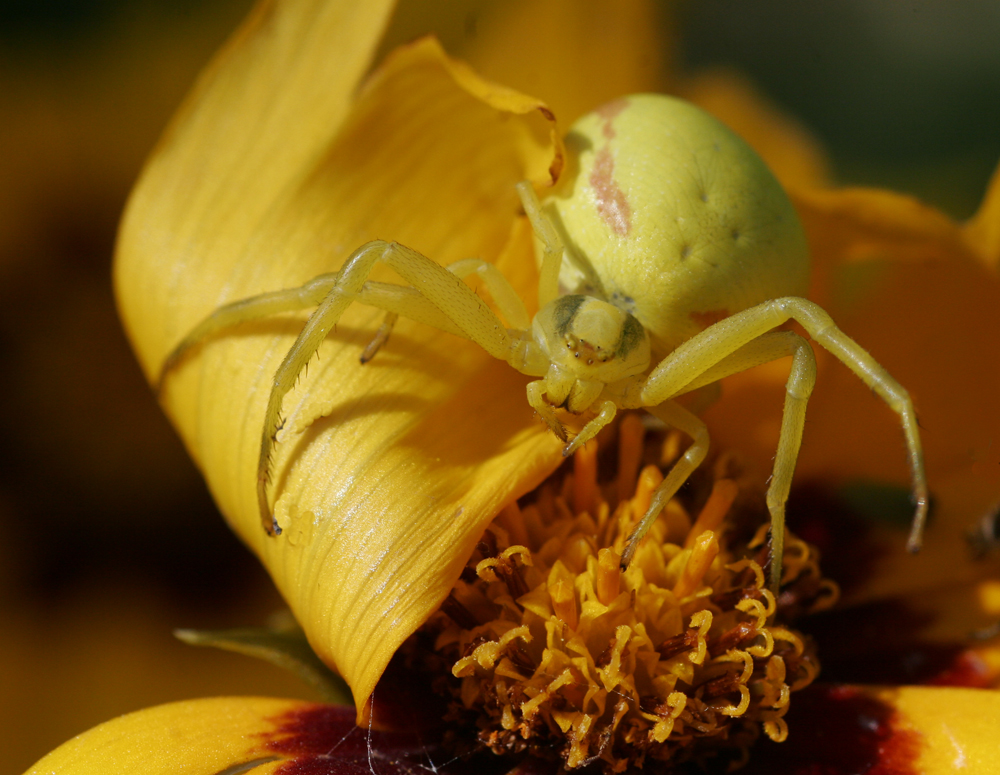 Misumène variable (Misumena vatia)