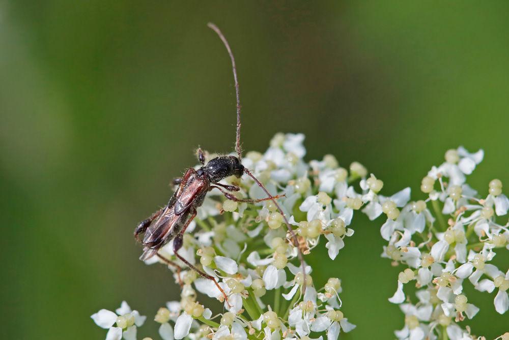 Longicorne  Petit Molorche (Molorchus minor)