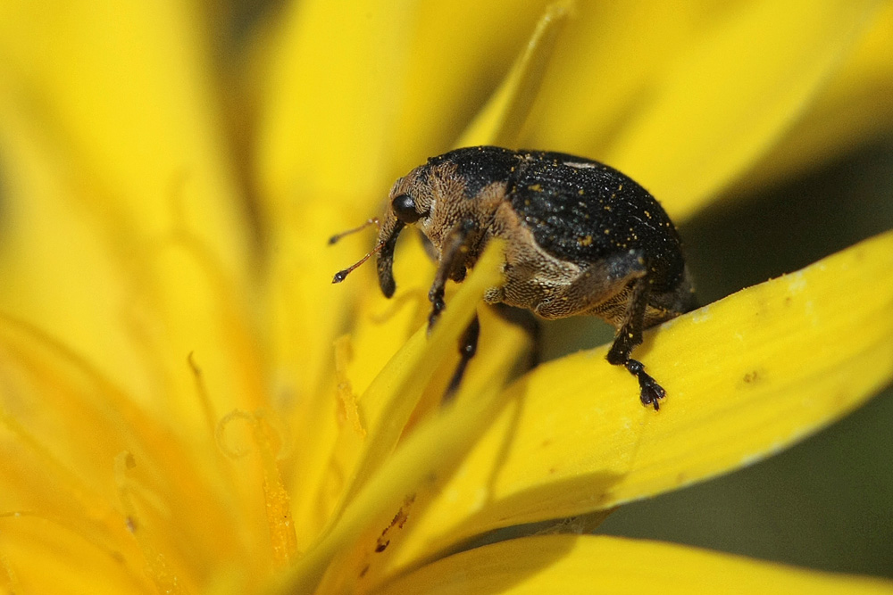 Charançon de l'iris des marais (Mononychus punctum malbum)