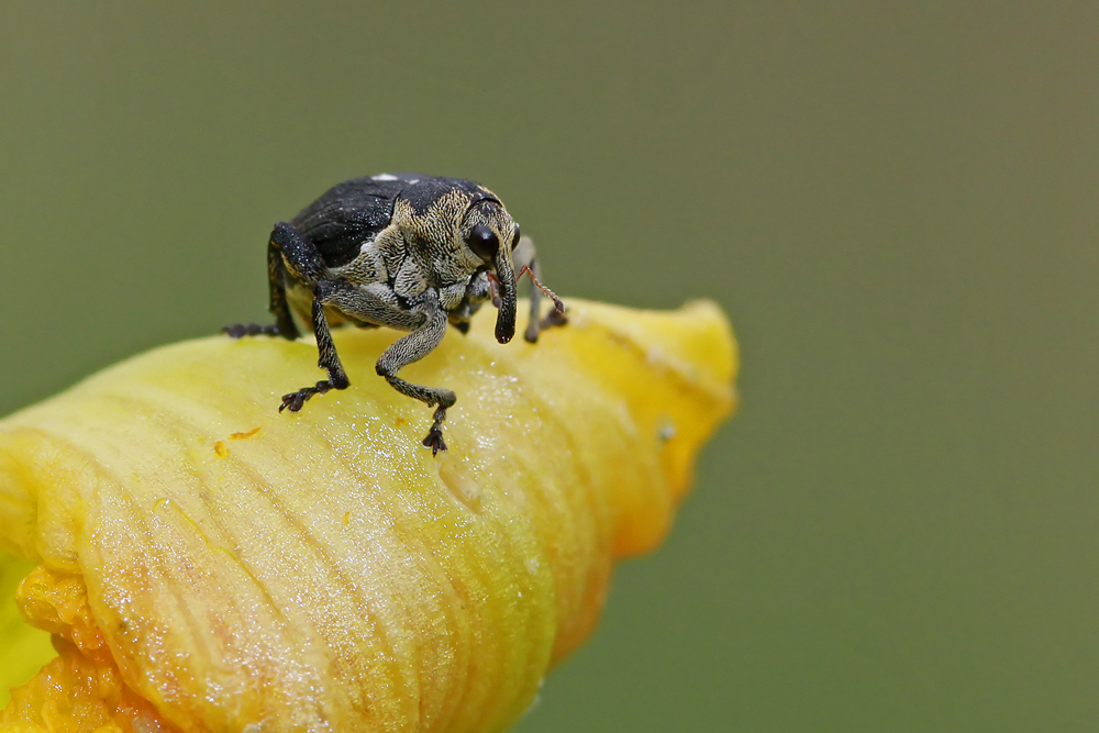 Charançon de l'iris des marais (Mononychus punctum malbum)
