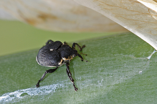 Charançon de l'iris des marais (Mononychus punctum malbum)