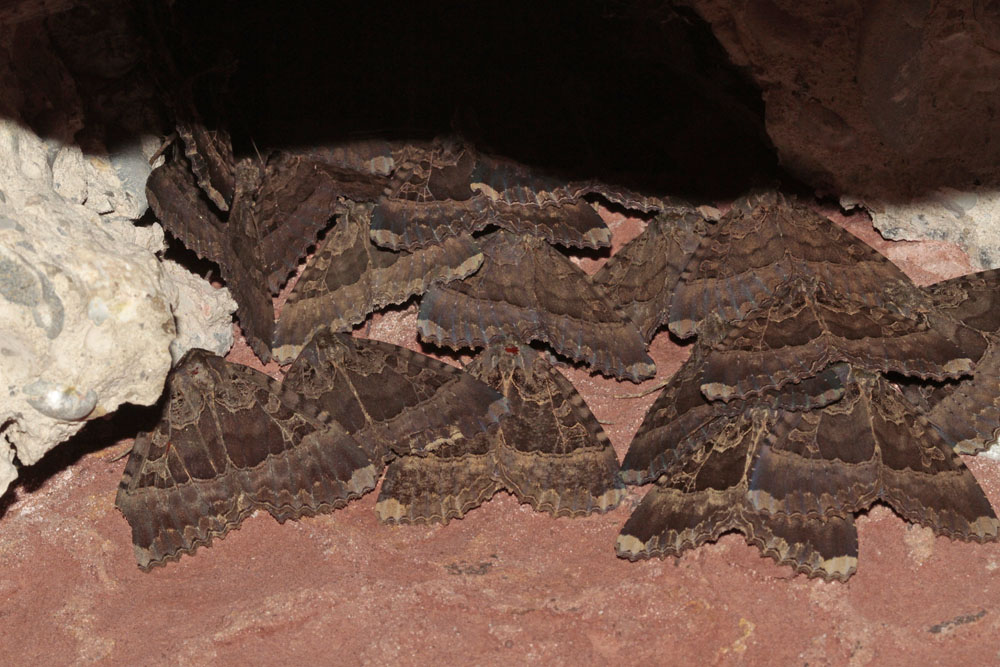 La Maure (Mormo maura)