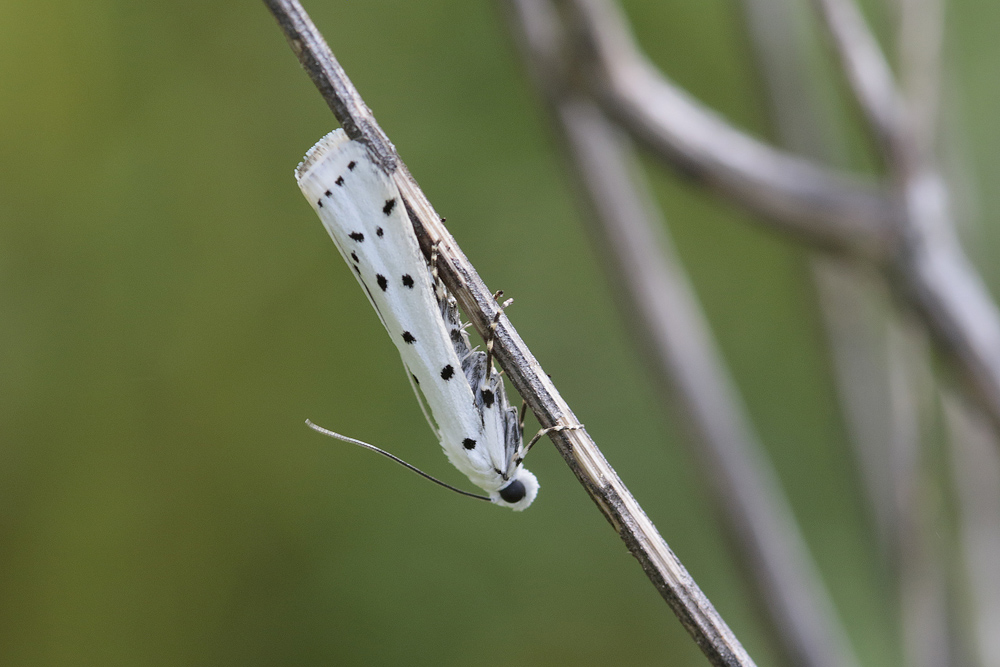 La Phycide des chardons ou Myelophile tamis (Myelois circumvoluta)