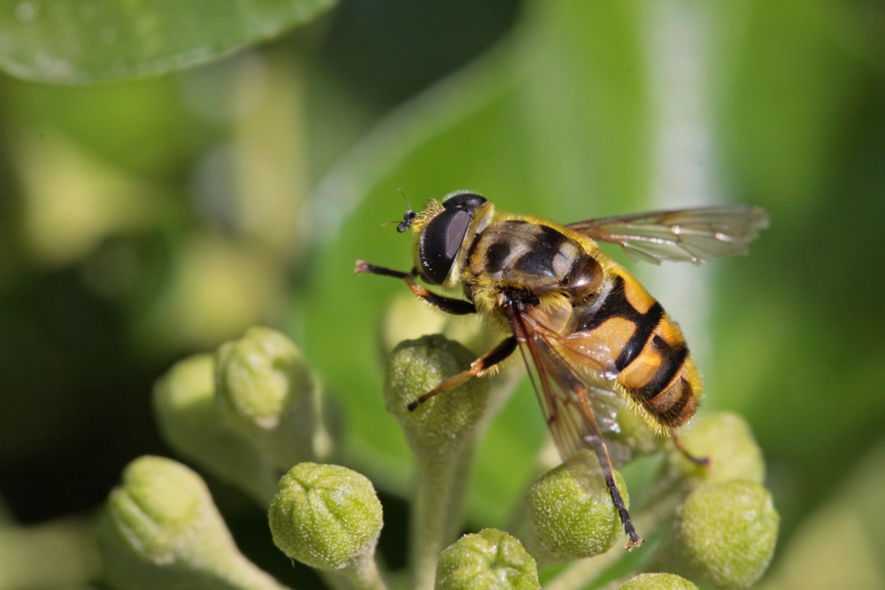 Eristale des fleurs (Myothropa florea)