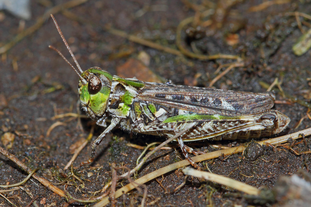 Criquet tacheté (Myrmeleotettix maculatus)