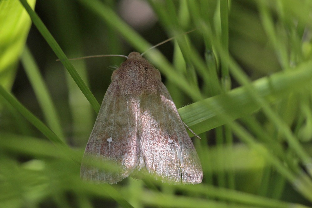 Le Point blanc (Mythimna albipuncta)