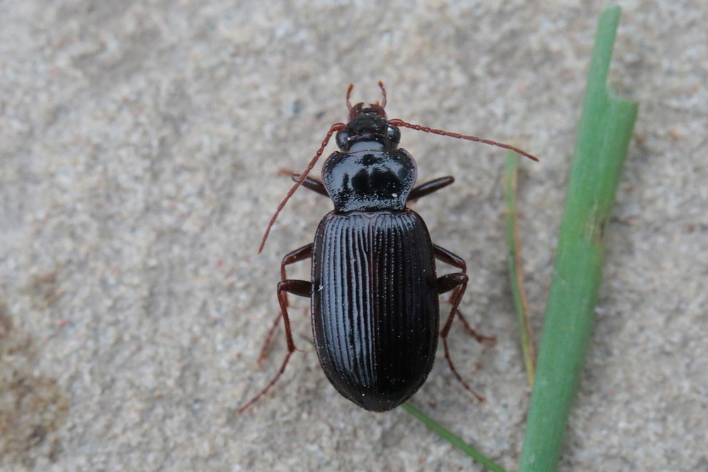 Carabe:  Nébrie à corselet court (Nebria brevicollis )