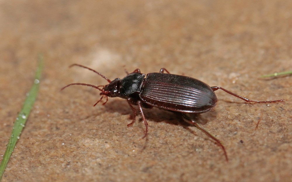 Carabe:  Nébrie à corselet court (Nebria brevicollis )