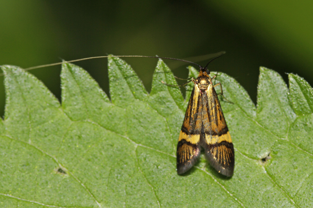 Adèle La Coquille d'or (Nemophora degeerella)